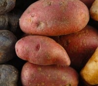potatoblog