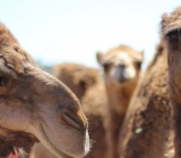 camelblog