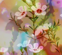 FXFlowers2
