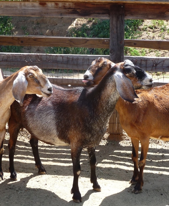 Goats