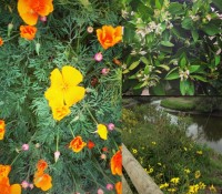 Spring Flowers//The Spicy RD