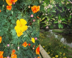Spring Flowers//The Spicy RD