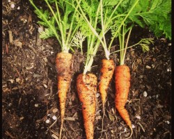 Carrots//The Spicy RD