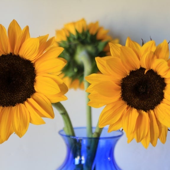 pastaloveblog3 Sunflowers in a blue vase.