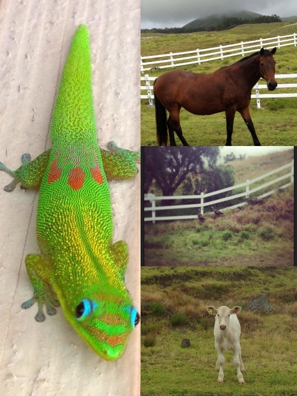 Hawaiian Wildlife, The Big Island, Hawaii // The Spicy RD