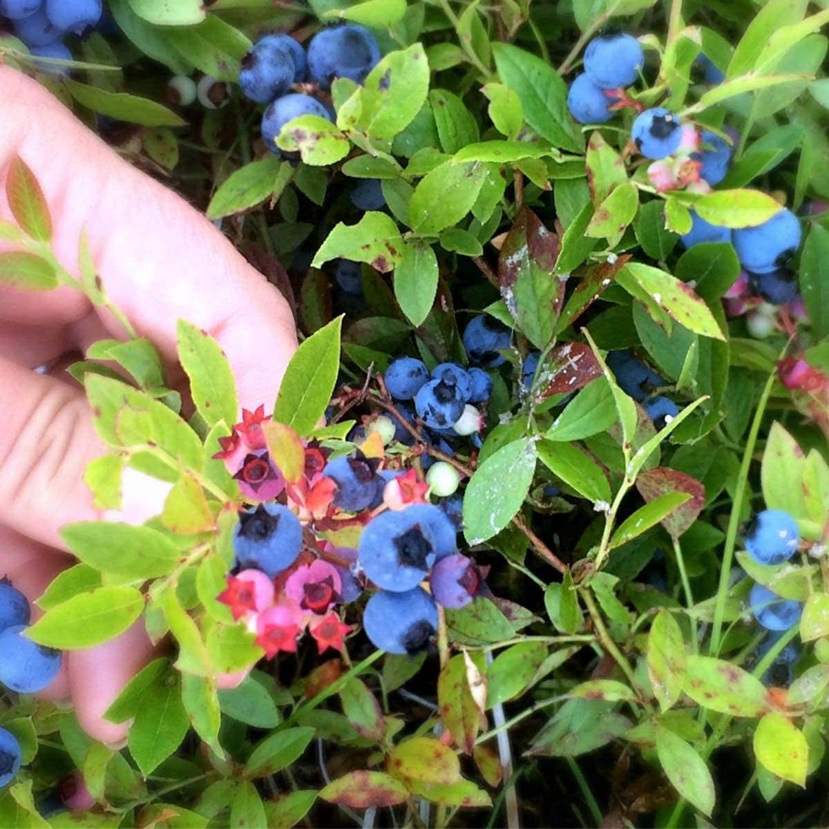 Wild Blueberries 101 + 25 Delicious Blueberry Recipes