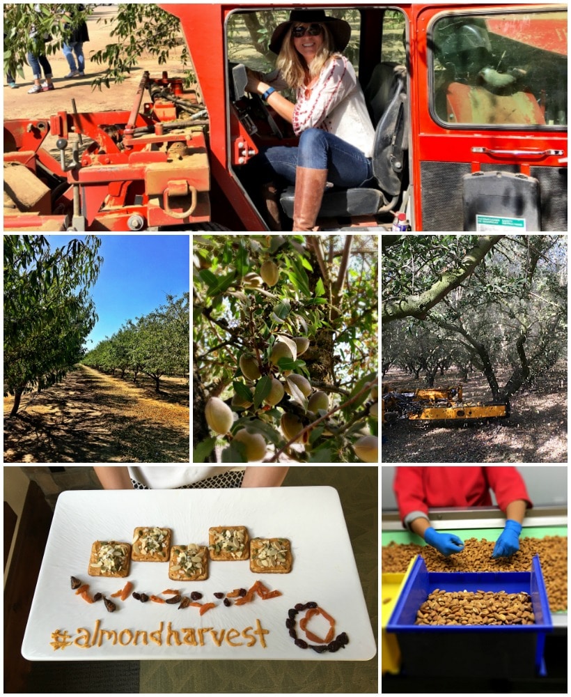 Happiness is hanging out in a California Almond Grove! Thanks to California Almonds for sponsoring the 2016 Almond Harvest Tour #sponsoredtravel | Check out my almond grove adventures @thespicyrd www.eastewart.com