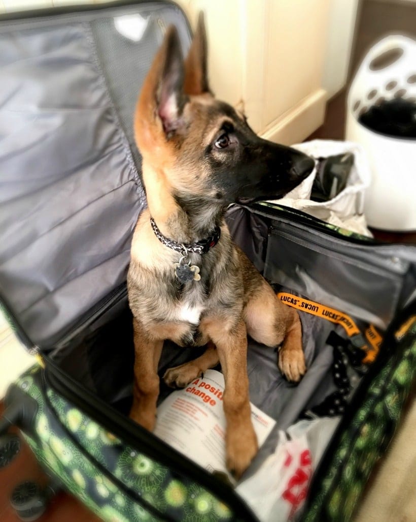 Cute Puppy in a Suitcase | Belgian Malinois German Shepard Mix