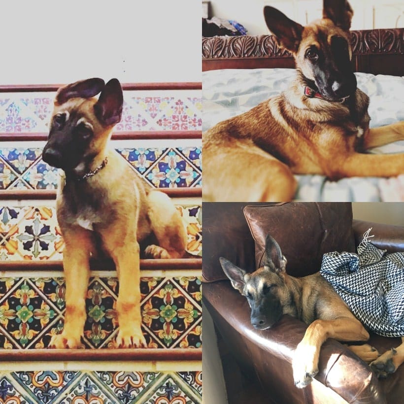 Kai the rescue pup from Helen Woodward Animal Shelter in San Diego