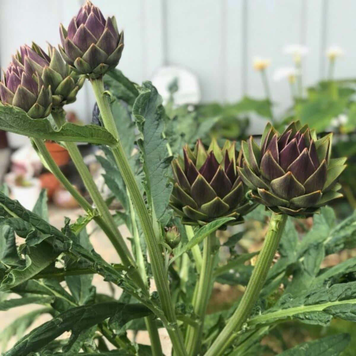 Fresh artichokes growing in the garden.