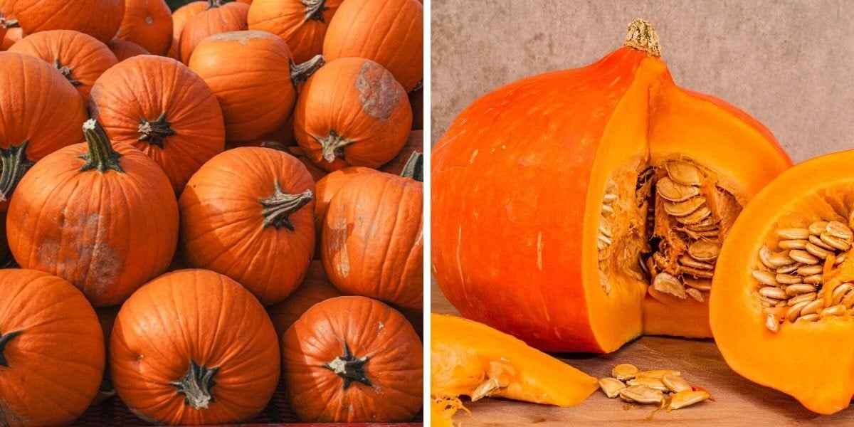 Pictures of whole and halved sugar pumpkin, a type of winter squash.