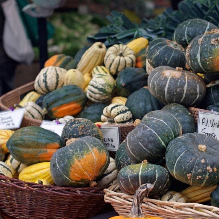 Photo of winter squash varieties including acorn squash and delicata squash.