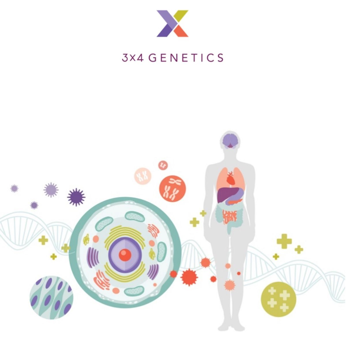 Illustration of a body and genes demonstrating genetic nutrition testing.